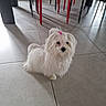 dog, white_dog, small_dog, indoor, tile_floor, pink_hair_tie, fluffy, pet, animal, chair, red_chair, black_chair, shadow, floor_tile, cute, looking, sitting, fur, domestic_animal, companion