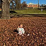 Kira joined the competition — help win amazing prizes! child, toddler, sitting, fallen_leaves, autumn, tree_trunk, large_tree, park, grass, blue_sky, residential_house, sunlight, shadow, sweater, shoes, smile, playful, nature, telephone_pole, distant_building