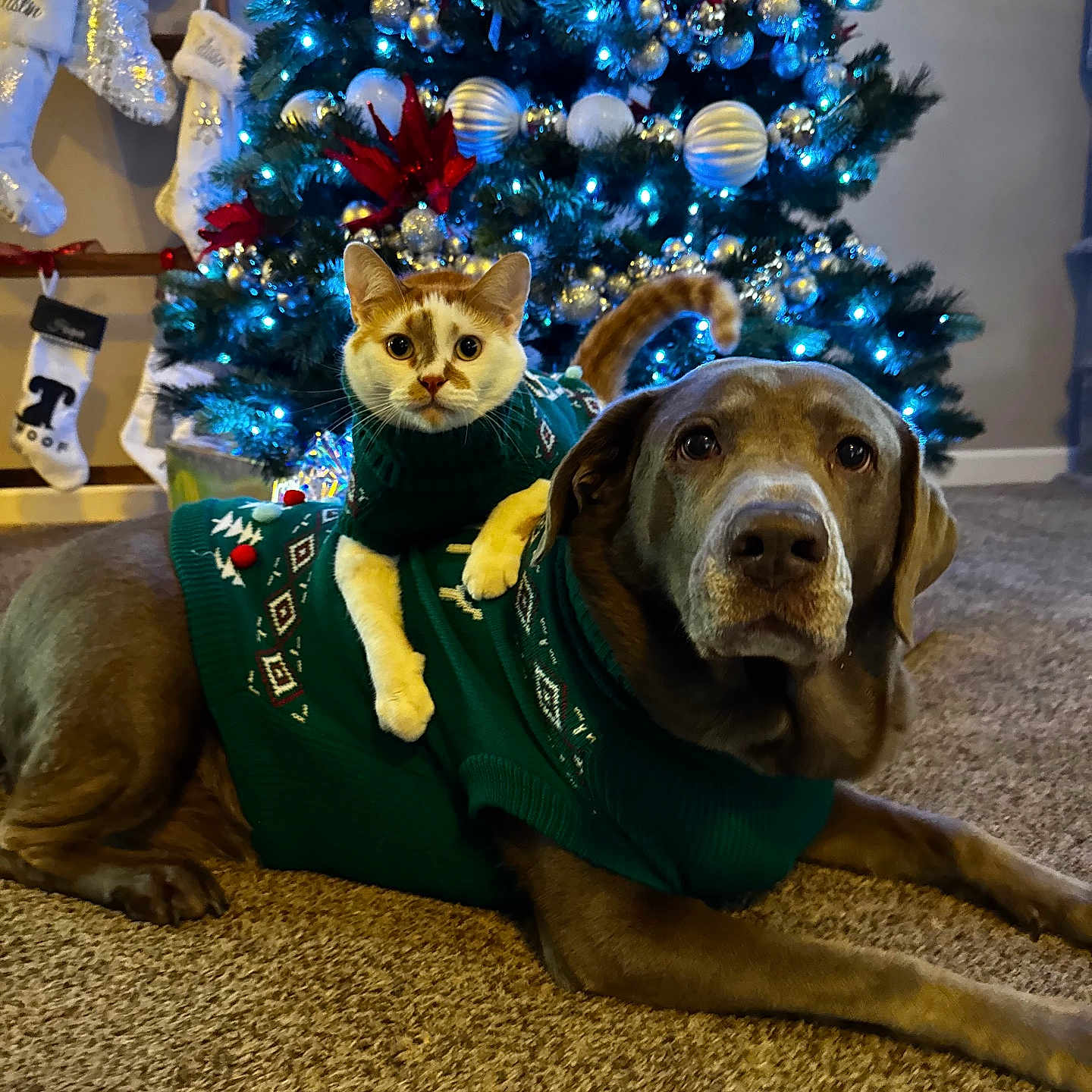 Reggie joined the competition — help win amazing prizes! accessories, animal, bulldog, canine, cat, christmas, christmasdecorations, clothing, couch, dog, festival, furniture, hosiery, hound, labradorretriever, pet, plant, puppy, sock, tree