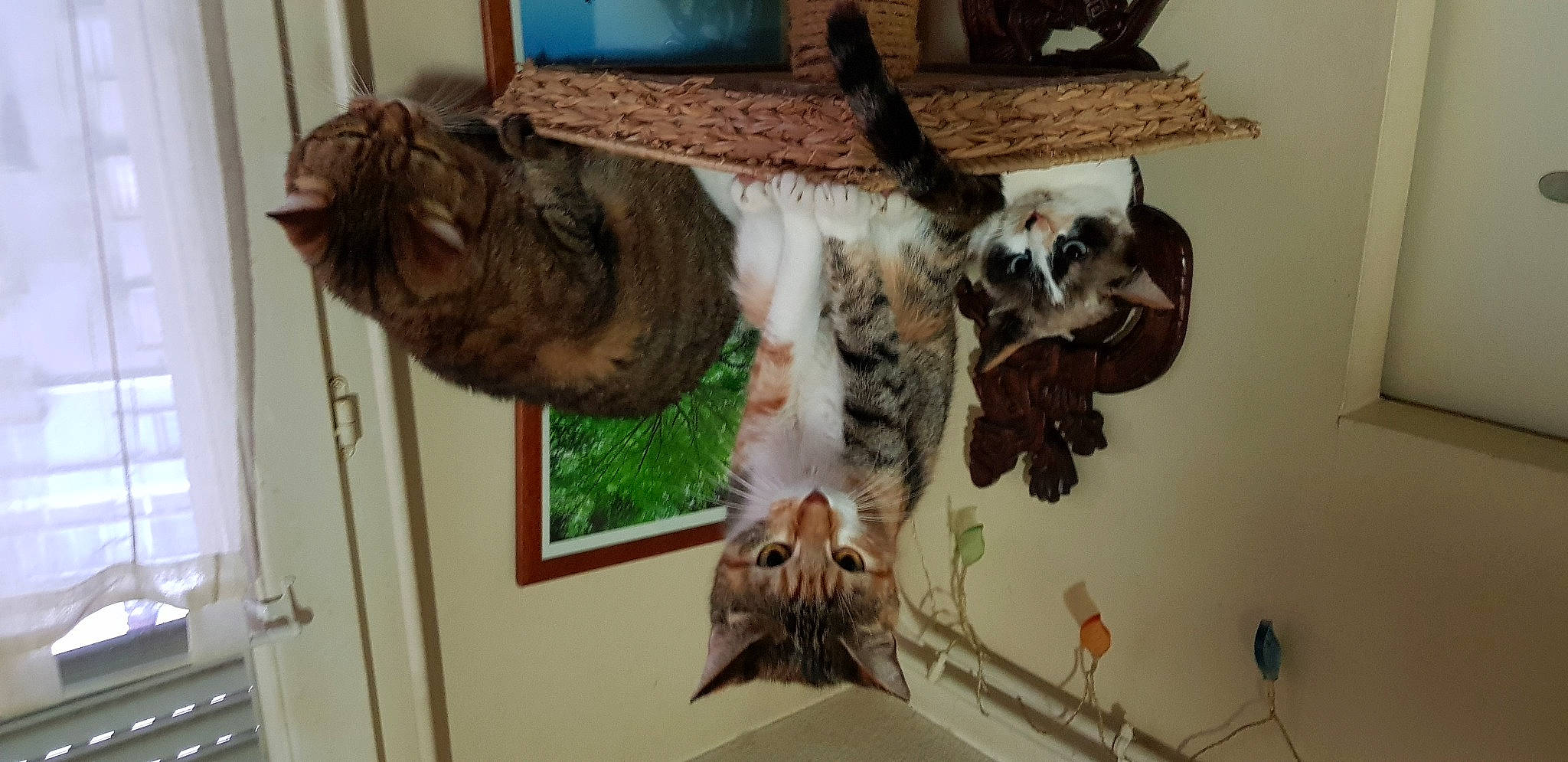 Epona Freyja Et Tanuki a rejoint le concours — aidez-le/la à gagner de superbes lots ! art, canidae, carnivore, collar, companion_dog, dog_breed, fawn, felidae, fur, liver, mammal, natural_material, small_to_medium_sized_cats, snout, sporting_group, tail, terrestrial_animal, whiskers, wildlife, wood