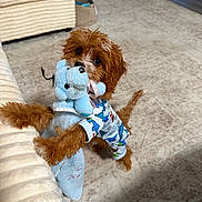 Max joined the competition — help win amazing prizes! black_eyes, blue_toy, brown_fur, carpet, clothing, couch, curly_fur, cute, dog, fluffy, furniture, indoors, living_room, pajamas, pet, playful, portrait, puppy, stuffed_animal, toy