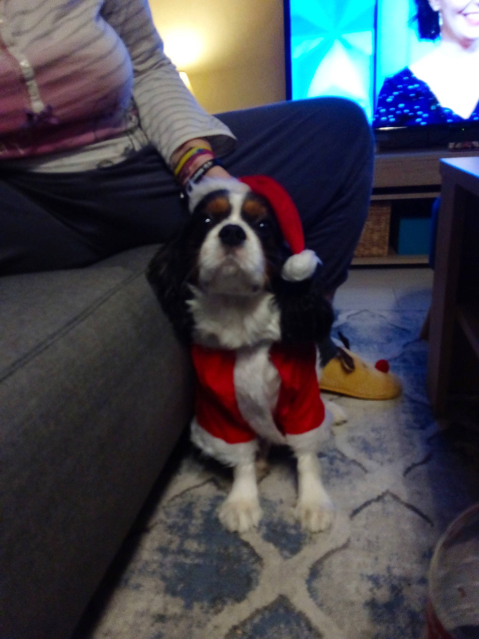Marley a rejoint le concours — aidez-le/la à gagner de superbes lots ! canidae, carnivore, cavalier_king_charles_spaniel, christmas, christmas_eve, companion_dog, dog, dog_breed, dog_clothes, fictional_character, holiday, king_charles_spaniel, petit_basset_griffon_vendeen, puppy, santa_claus, shih_tzu, snout, spaniel, sporting_group, toy_dog