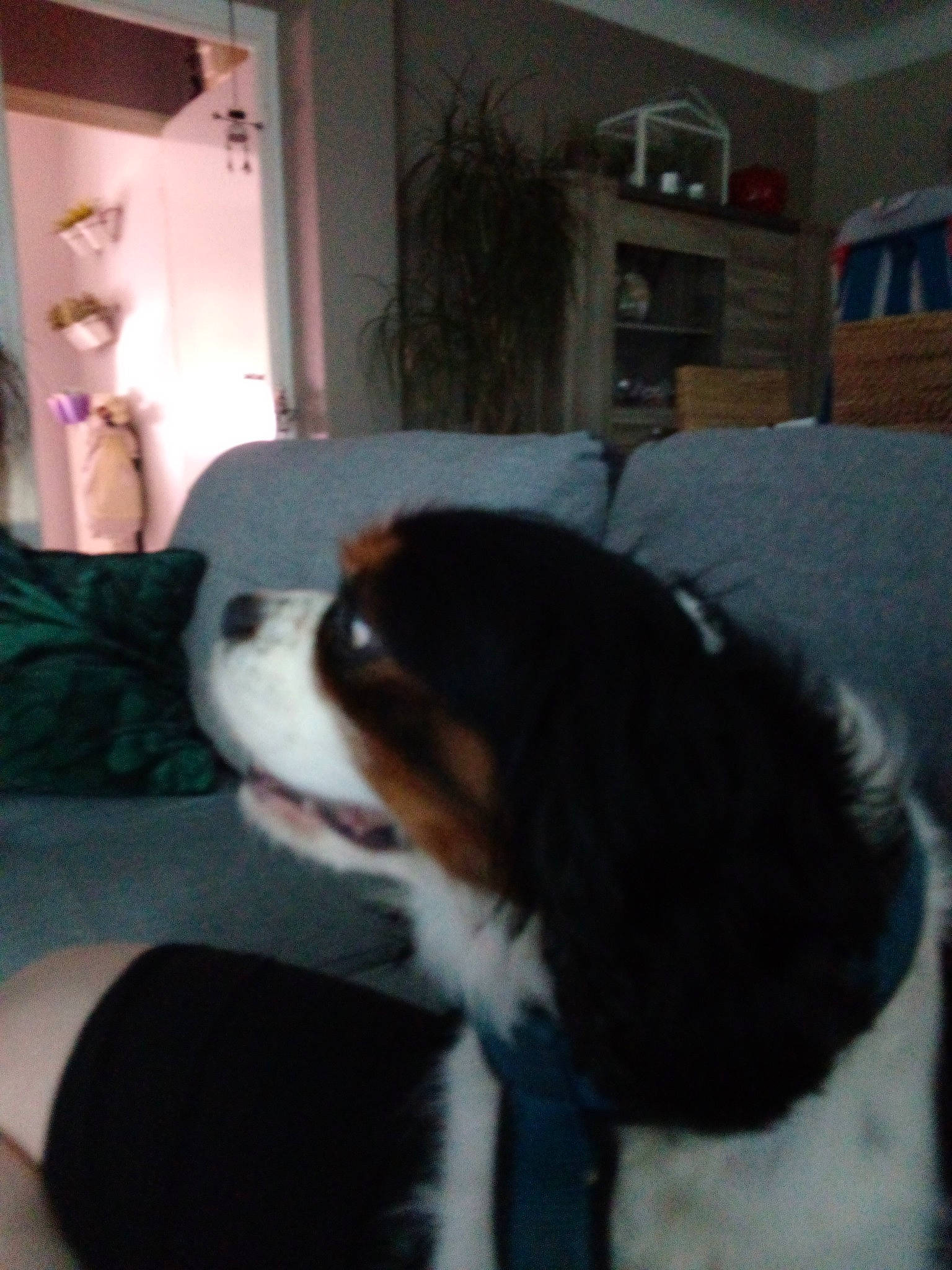 Marley a rejoint le concours — aidez-le/la à gagner de superbes lots ! bernese_mountain_dog, canidae, carnivore, cavalier_king_charles_spaniel, companion_dog, dog, dog_breed, king_charles_spaniel, mammal, phalene, spaniel, sporting_group, toy_dog, vertebrate