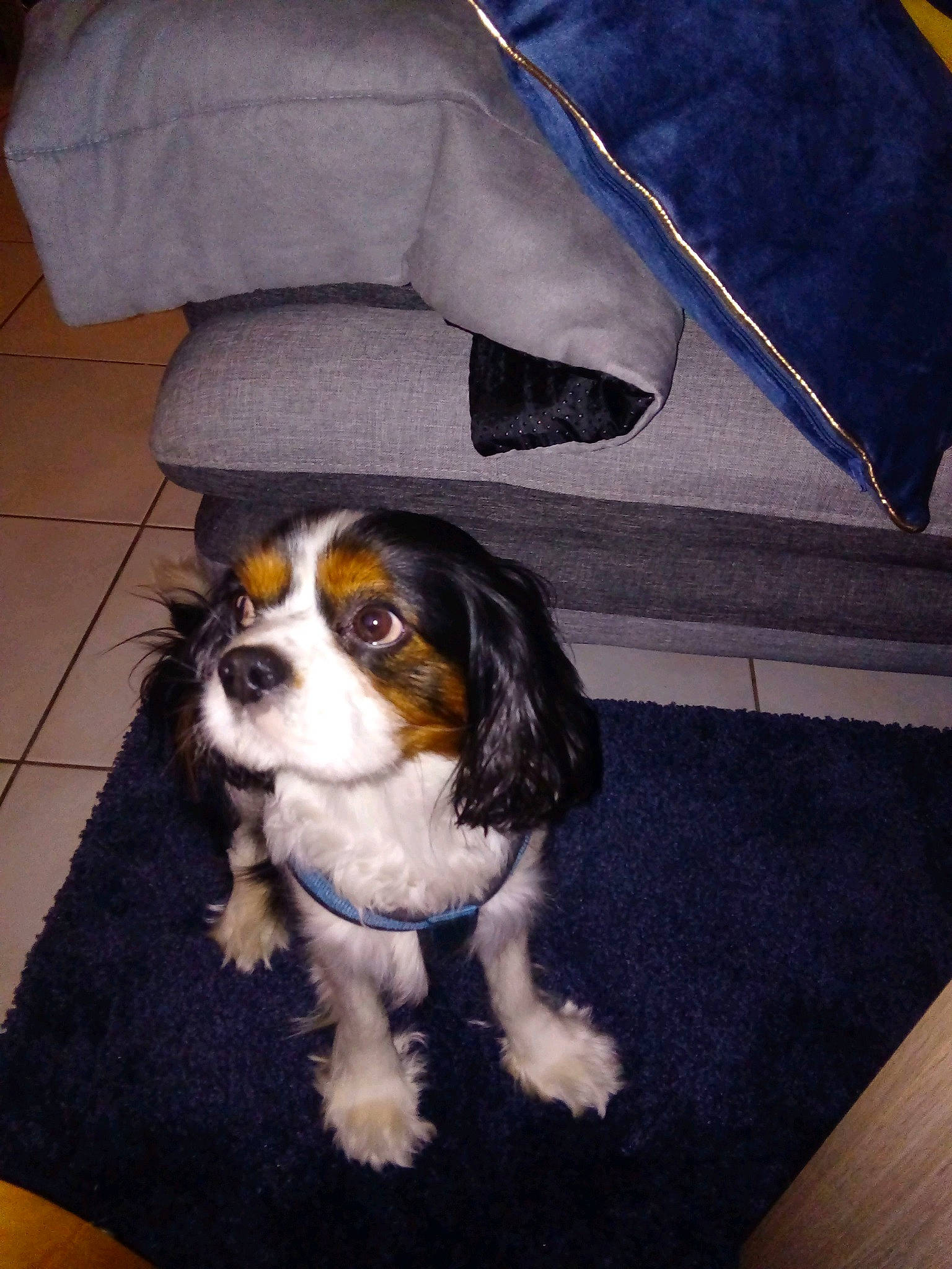 Marley