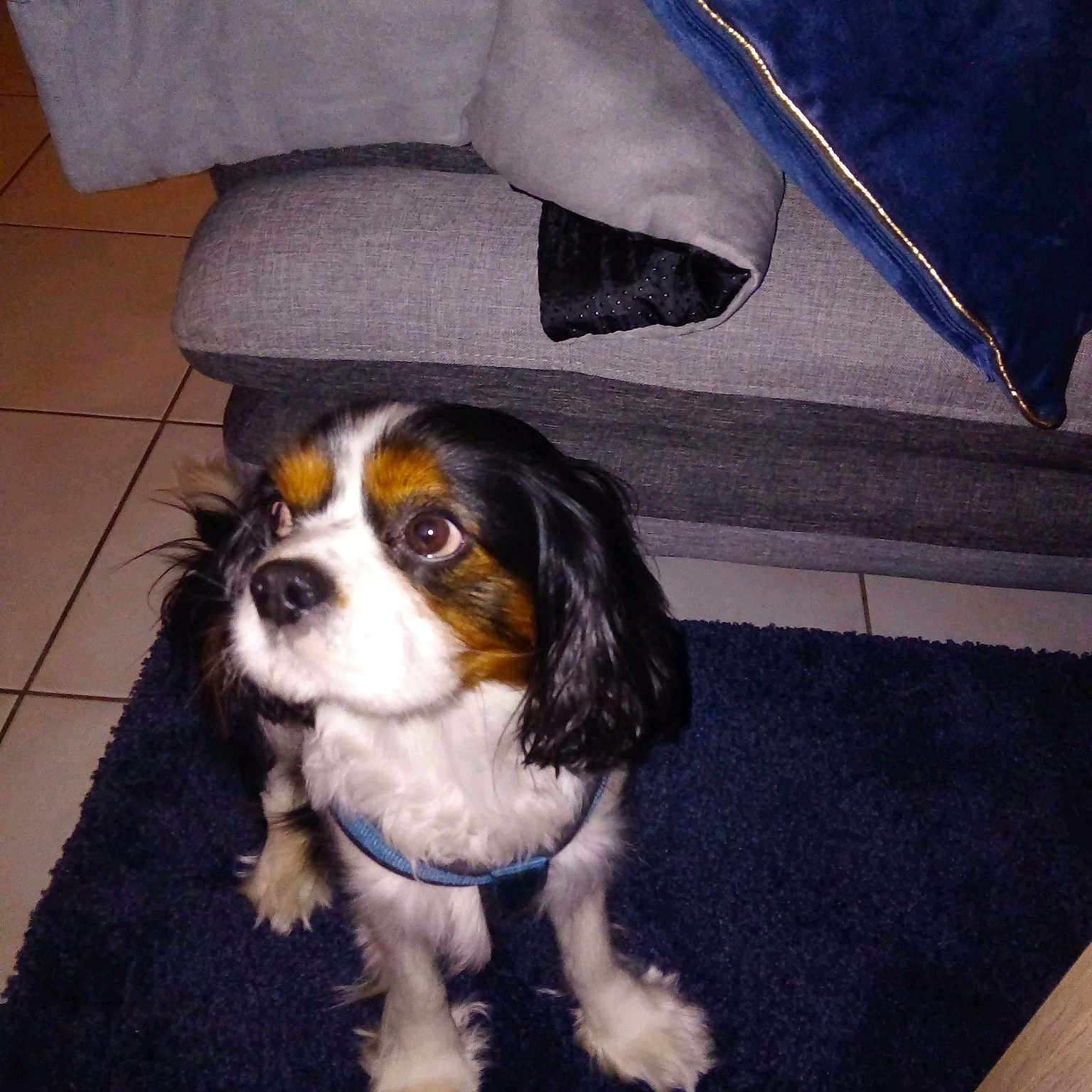 Marley
