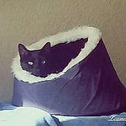 Oscar is registered to the contest to win money with this photo: animal, animal_portrait, bedroom, black_cat, blanket, cat, comfort, cozy, cute, domestic_animal, feline, furniture, furry, home, indoor, pet_bed, relaxation, resting, sleeping_area, soft