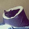 animal, animal_portrait, bedroom, black_cat, blanket, cat, comfort, cozy, cute, domestic_animal, feline, furniture, furry, home, indoor, pet_bed, relaxation, resting, sleeping_area, soft