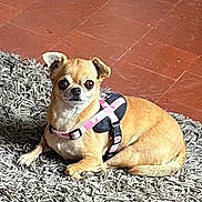 Tara participe au concours pour gagner de l'argent avec cette photo : dog, small_dog, chihuahua, pet, animal, portrait, sitting, lying_down, harness, pink_harness, black_harness, wide_eyes, indoors, living_room, rug, shaggy_rug, tile_floor, brown_fur, cute, alert