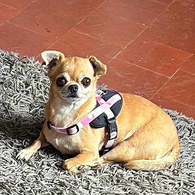 Tara participe au concours pour gagner de l'argent avec cette photo : dog, small_dog, chihuahua, pet, animal, portrait, sitting, lying_down, harness, pink_harness, black_harness, wide_eyes, indoors, living_room, rug, shaggy_rug, tile_floor, brown_fur, cute, alert