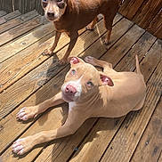 Marley joined the competition — help win amazing prizes! dog, puppy, canine, pet, wooden_deck, sunlight, outdoor, brown_dog, tan_dog, relaxed, alert, ears_up, paw, looking_at_camera, wood_planks, daylight, fence, animal, companion, cute