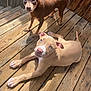 dog, puppy, canine, pet, wooden_deck, sunlight, outdoor, brown_dog, tan_dog, relaxed, alert, ears_up, paw, looking_at_camera, wood_planks, daylight, fence, animal, companion, cute