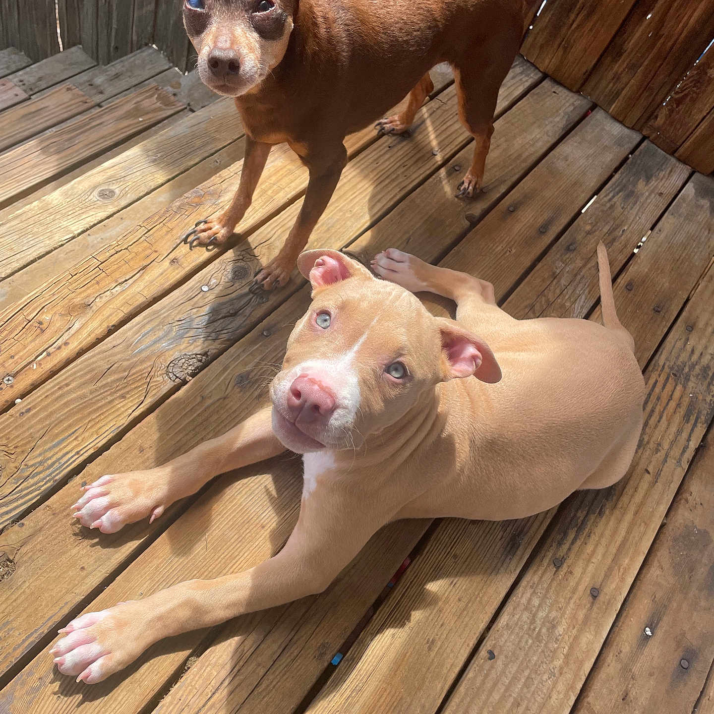 Marley joined the competition — help win amazing prizes! alert, animal, brown_dog, canine, companion, cute, daylight, dog, ears_up, fence, looking_at_camera, outdoor, paw, pet, puppy, relaxed, sunlight, tan_dog, wood_planks, wooden_deck