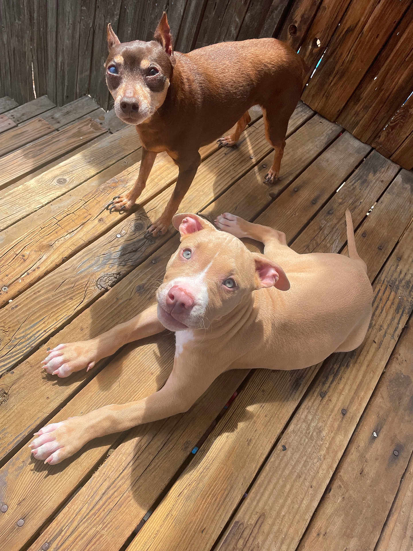 Marley joined the competition — help win amazing prizes! dog, puppy, canine, pet, wooden_deck, sunlight, outdoor, brown_dog, tan_dog, relaxed, alert, ears_up, paw, looking_at_camera, wood_planks, daylight, fence, animal, companion, cute