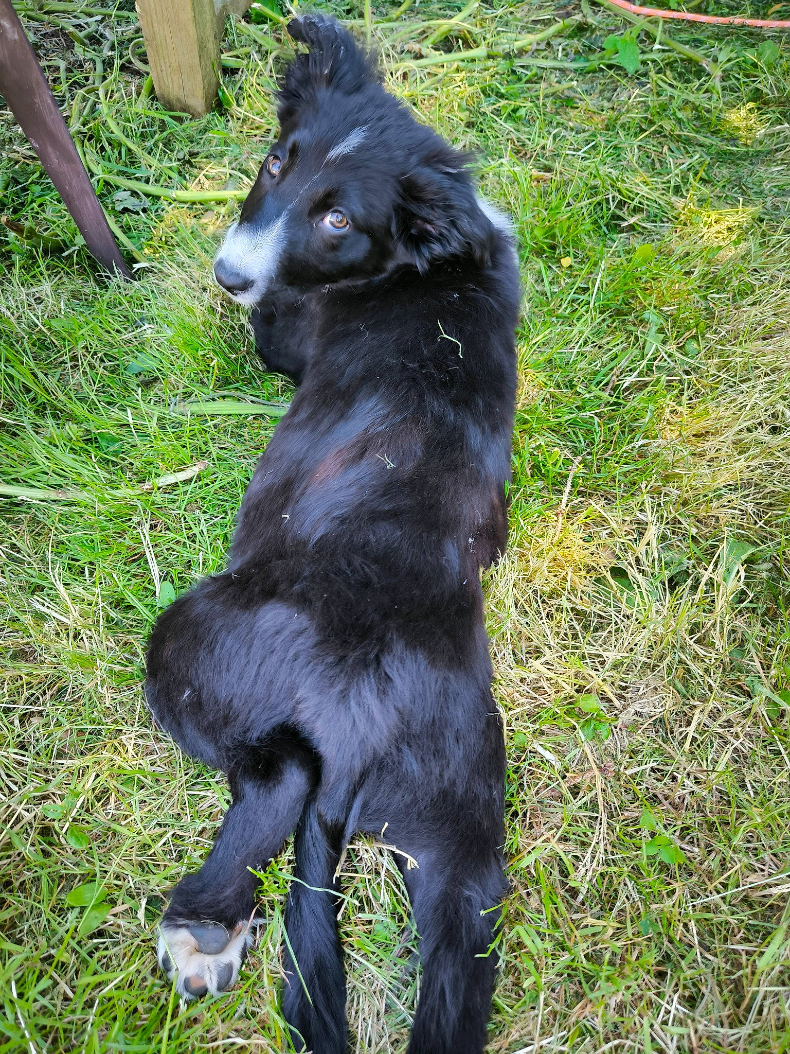 Vanille participe au concours pour gagner de l'argent avec cette photo : canidae, carnivore, claw, companion_dog, dog, dog_breed, felidae, fur, grass, non_sporting_group, plant, snout, sporting_group, tail, terrestrial_animal, working_animal, working_dog