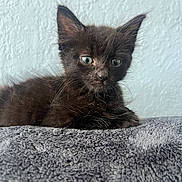 Penny joined the competition — help win amazing prizes! kitten, black_cat, feline, pet, animal, young, eyes, fur, whiskers, indoor, blanket, texture, curious, cute, portrait, resting, small, soft, cozy, closeup