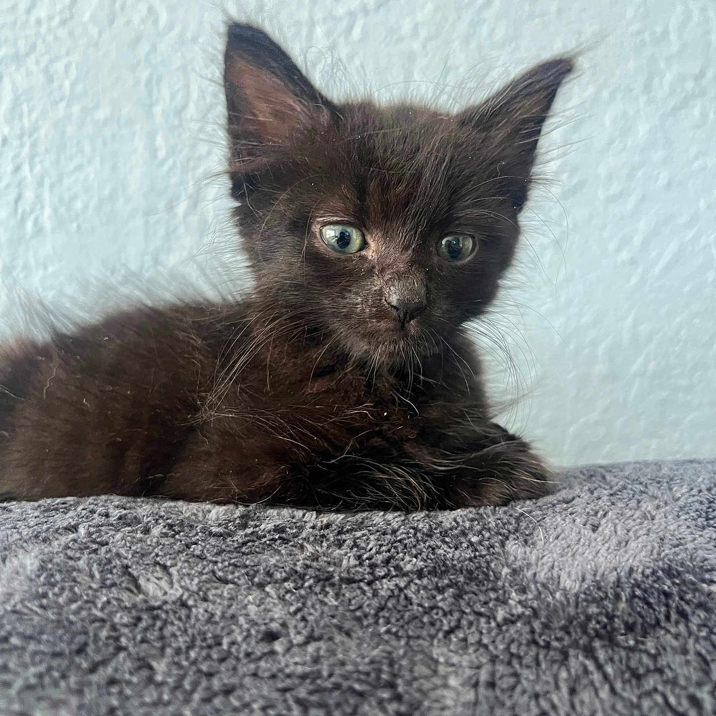 Penny joined the competition — help win amazing prizes! animal, black_cat, blanket, closeup, cozy, curious, cute, eyes, feline, fur, indoor, kitten, pet, portrait, resting, small, soft, texture, whiskers, young