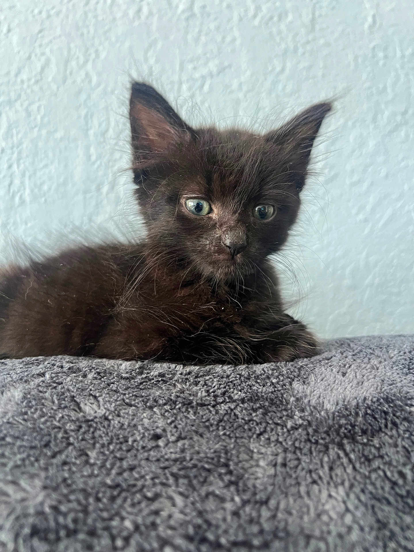 Penny joined the competition — help win amazing prizes! kitten, black_cat, feline, pet, animal, young, eyes, fur, whiskers, indoor, blanket, texture, curious, cute, portrait, resting, small, soft, cozy, closeup