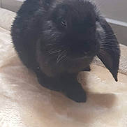 Penny participe au concours pour gagner de l'argent avec cette photo : black, claw, domestic_rabbit, fur, rabbit, rabbits_and_hares, skin, snout, tail, whiskers