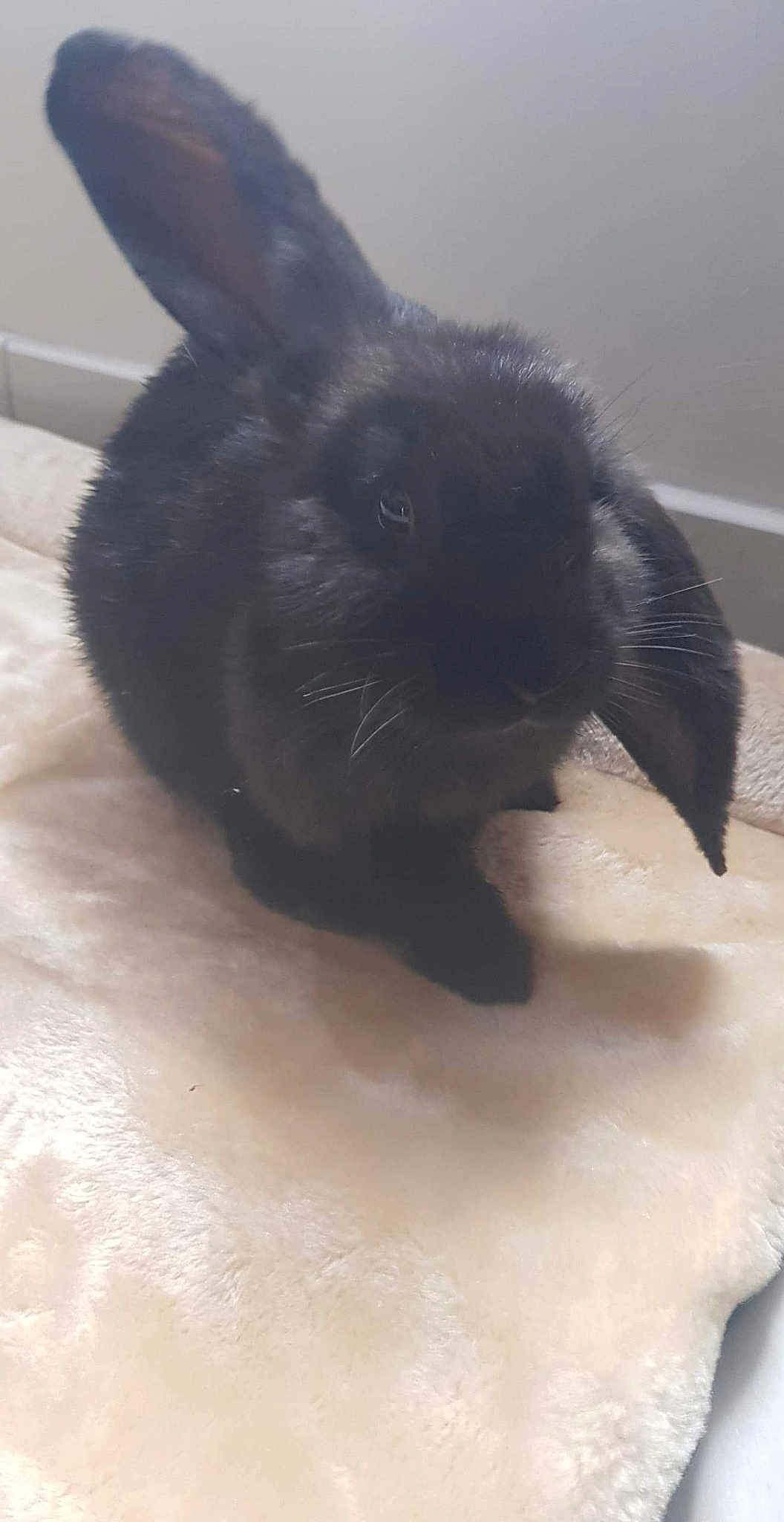 Penny