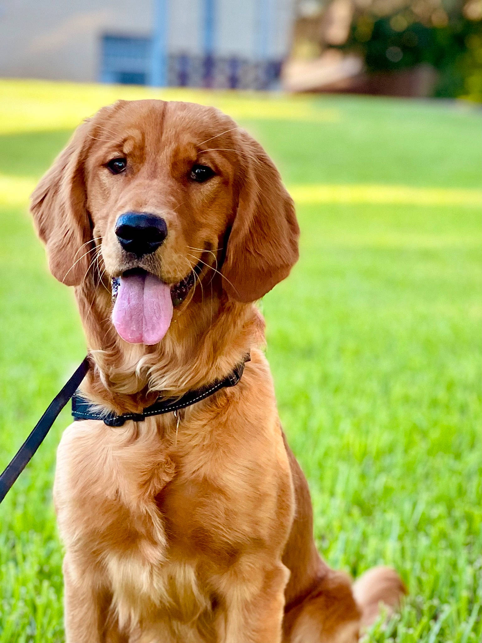 Cali is registered to the contest to win money with this photo: canidae, carnivore, chair, collar, companion_dog, dog, dog_breed, dog_collar, fawn, fur, grass, gun_dog, hunting_dog, leash, liver, plant, retriever, snout, sporting_group, working_animal