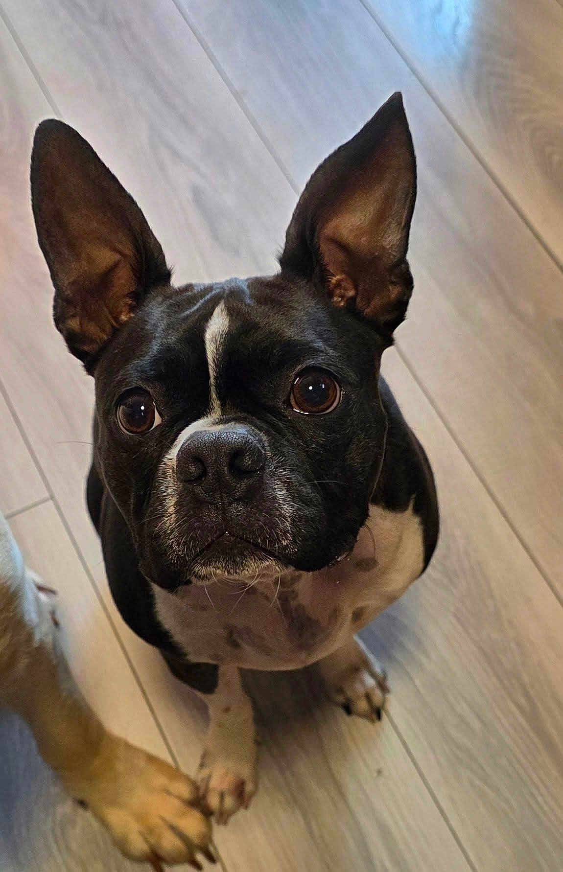 Baloo