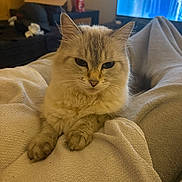 Onyx a rejoint le concours — aidez-le/la à gagner de superbes lots ! cat, fluffy, cream_color, indoor, blanket, cozy, legs, furniture, television, living_room, pet, relaxed, soft_texture, home, domestic_animal, cute, animal, resting, feline, closeup