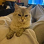 cat, fluffy, cream_color, indoor, blanket, cozy, legs, furniture, television, living_room, pet, relaxed, soft_texture, home, domestic_animal, cute, animal, resting, feline, closeup