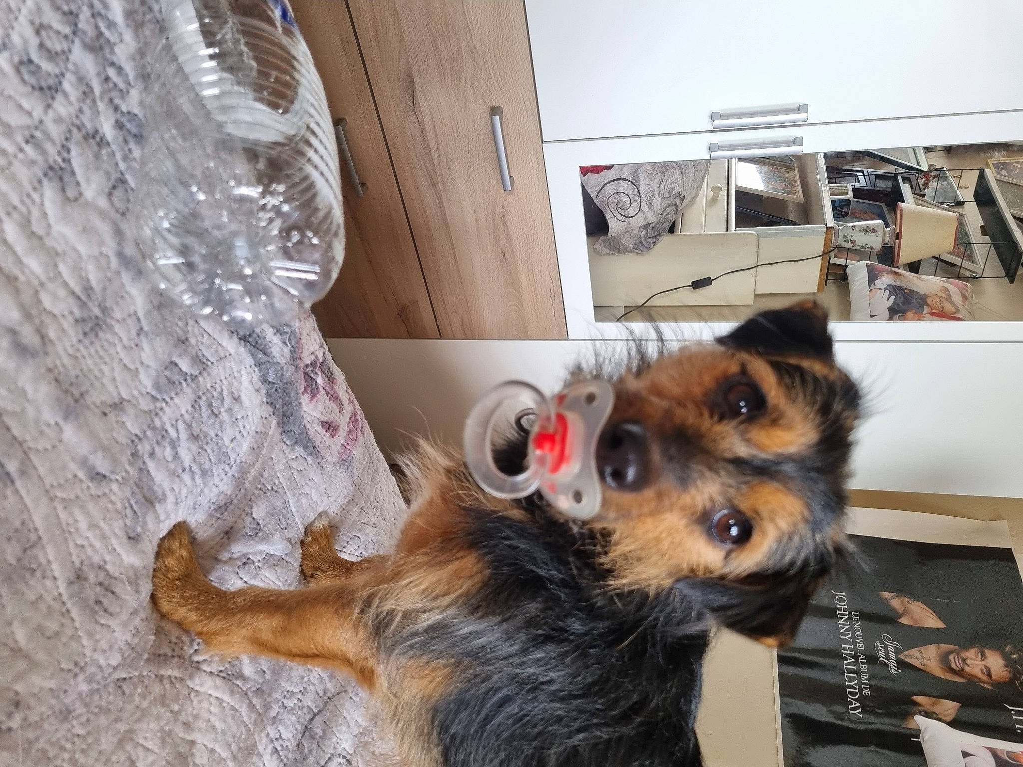 Rosy a rejoint le concours — aidez-le/la à gagner de superbes lots ! carnivore, collar, companion_dog, dog, dog_breed, door, ear, east_european_shepherd, flooring, fur, german_shepherd_dog, herding_dog, king_shepherd, old_german_shepherd_dog, snout, sporting_group, window, wood, working_animal, working_dog