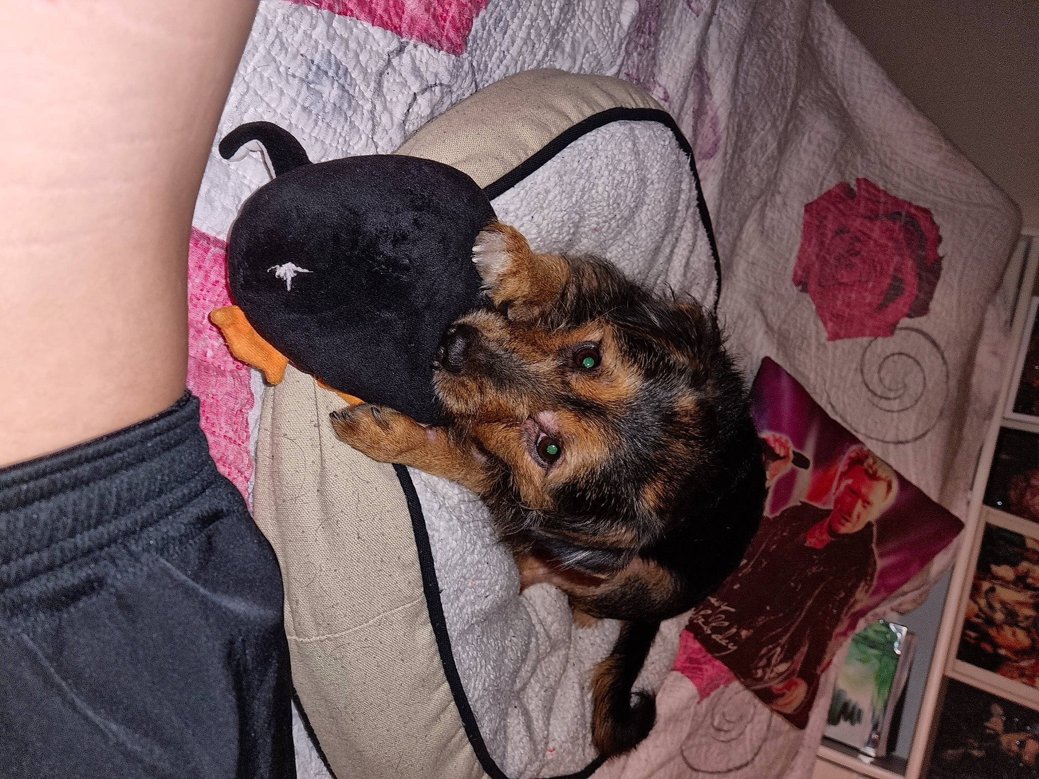 Rosy participe au concours pour gagner de l'argent avec cette photo : canidae, carnivore, comfort, companion_dog, dog, dog_breed, dog_supply, ear, fawn, fur, guard_dog, magenta, nap, paw, pink, rose, snout, sporting_group, toy_dog, whiskers