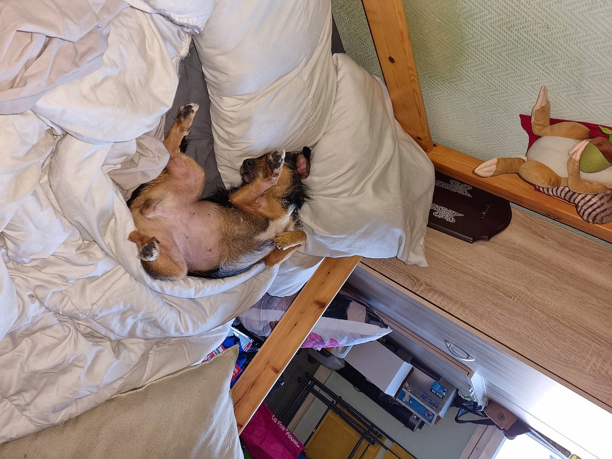 Rosy a rejoint le concours — aidez-le/la à gagner de superbes lots ! bed, bedding, box, child, comfort, companion_dog, dog, dog_breed, fawn, felidae, flooring, hardwood, human_leg, linens, nap, room, service, shipping_box, sporting_group, wood