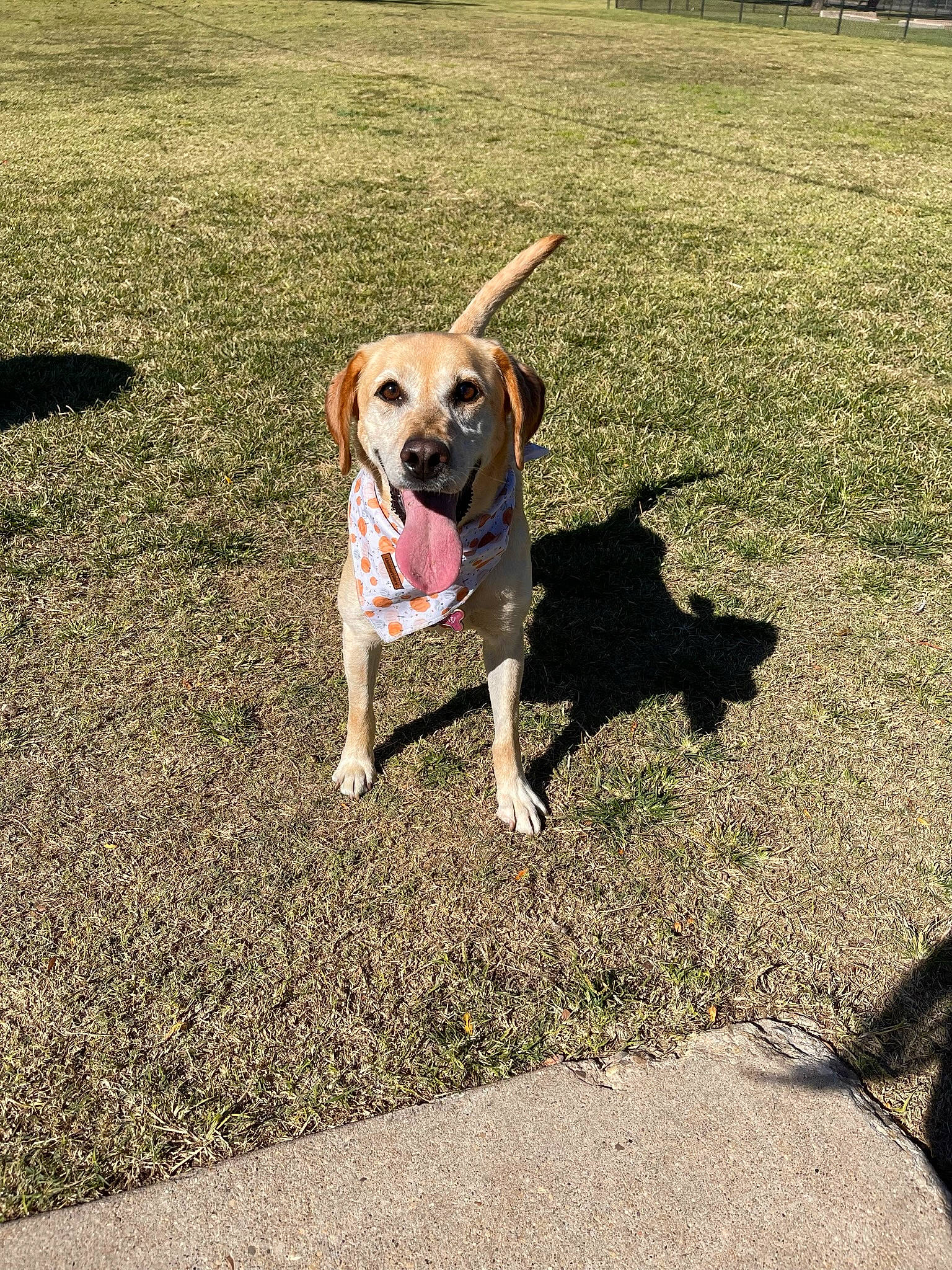 Roxy joined the competition — help win amazing prizes! asphalt, carnivore, collar, companion_dog, dog, dog_breed, dog_collar, dog_supply, fashion_accessory, fawn, grass, lawn, leash, pet_supply, road_surface, shadow, soil, sporting_group, tail, working_animal