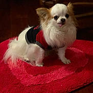 Flash joined the competition — help win amazing prizes! dog, small_dog, fluffy, white, tan, sweater, red_rug, heart_pattern, tongue_out, indoor, wooden_floor, pet, cute, cheeky, fur, animal, companion, mammal, sitting, home