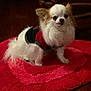 animal, cheeky, companion, cute, dog, fluffy, fur, heart_pattern, home, indoor, mammal, pet, red_rug, sitting, small_dog, sweater, tan, tongue_out, white, wooden_floor