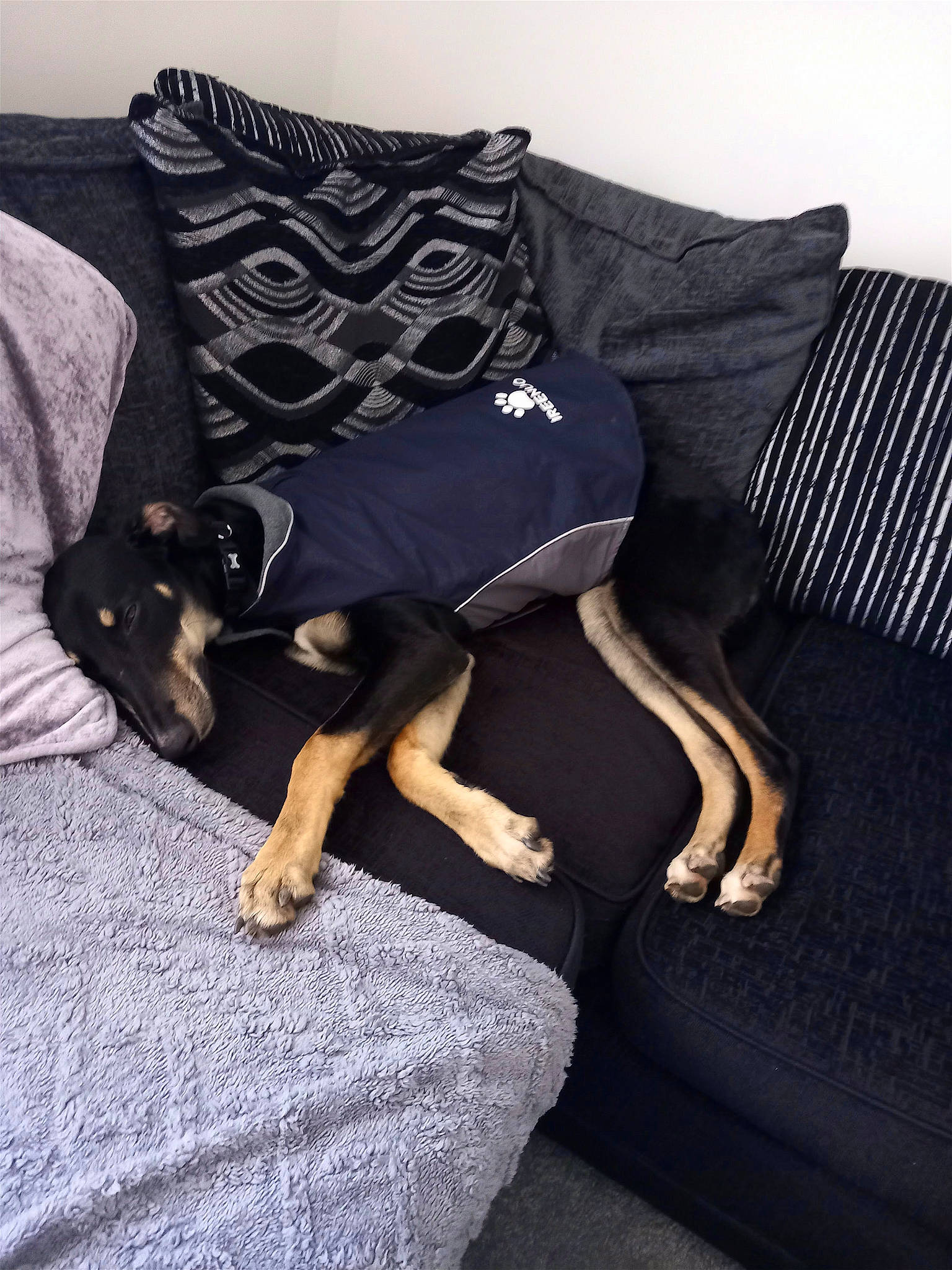 Smokes is registered to the contest to win money with this photo: canidae, carnivore, chair, comfort, companion_dog, couch, dog, dog_breed, dog_supply, fawn, flooring, fur, hardwood, human_leg, linens, purple, sporting_group, studio_couch, toy_dog, working_animal