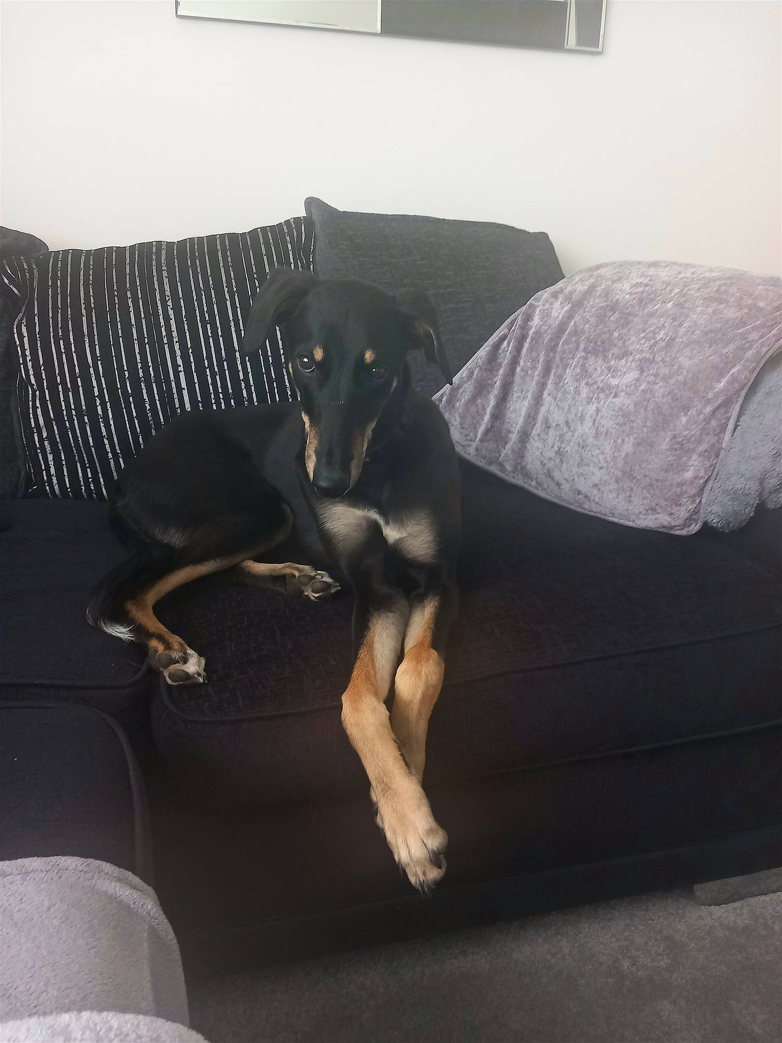 Smokes joined the competition — help win amazing prizes! canidae, carnivore, comfort, companion_dog, couch, dog, dog_breed, flooring, guard_dog, hardwood, room, sporting_group, tail, terrestrial_animal, tints_and_shades, window, wood, working_animal, working_dog