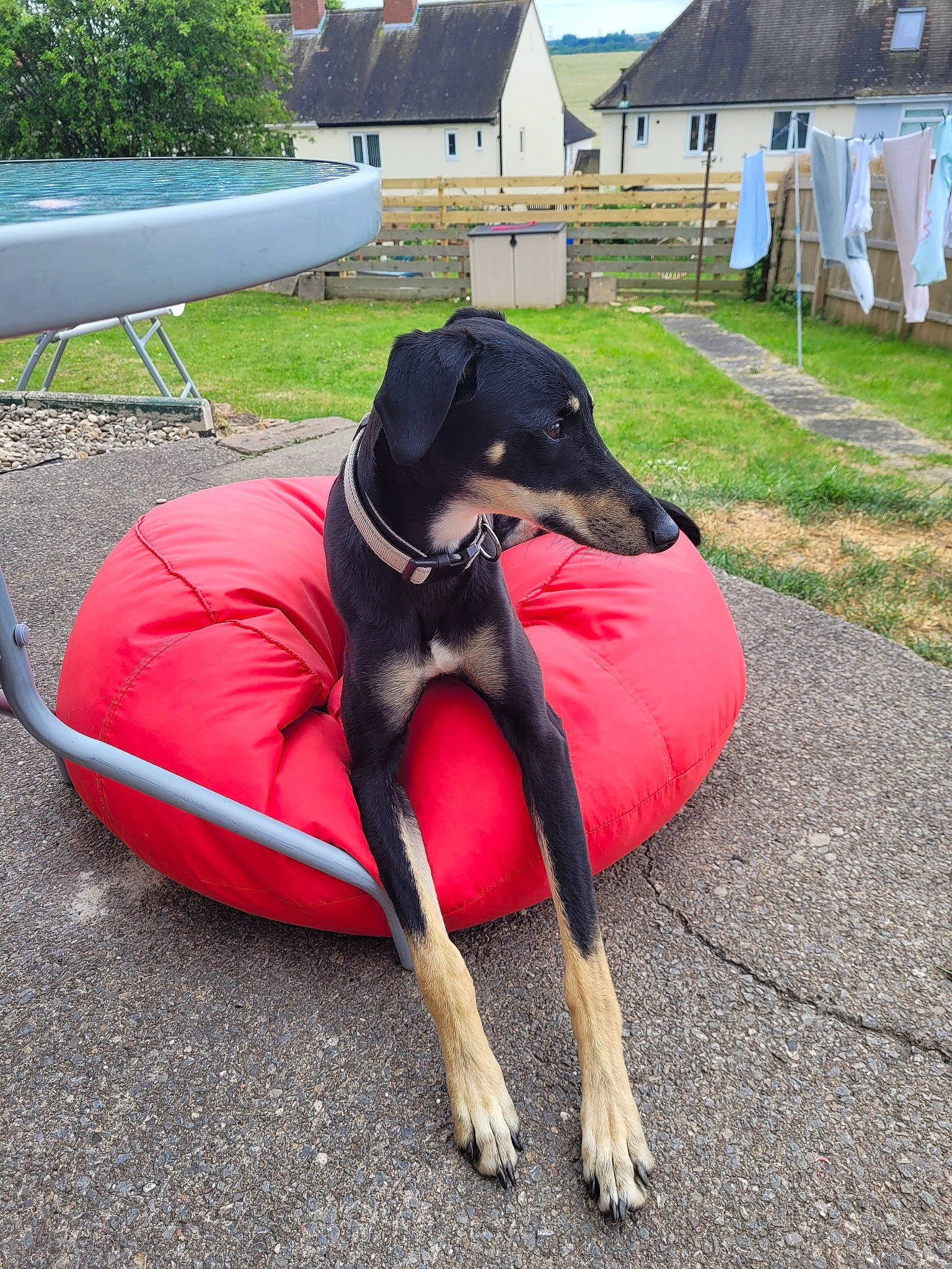 Smokes joined the competition — help win amazing prizes! canidae, carmine, carnivore, collar, companion_dog, dog, dog_breed, dog_collar, dog_supply, fashion_accessory, grass, leisure, outdoor_furniture, pet_supply, plant, recreation, sky, sporting_group, working_animal, working_dog