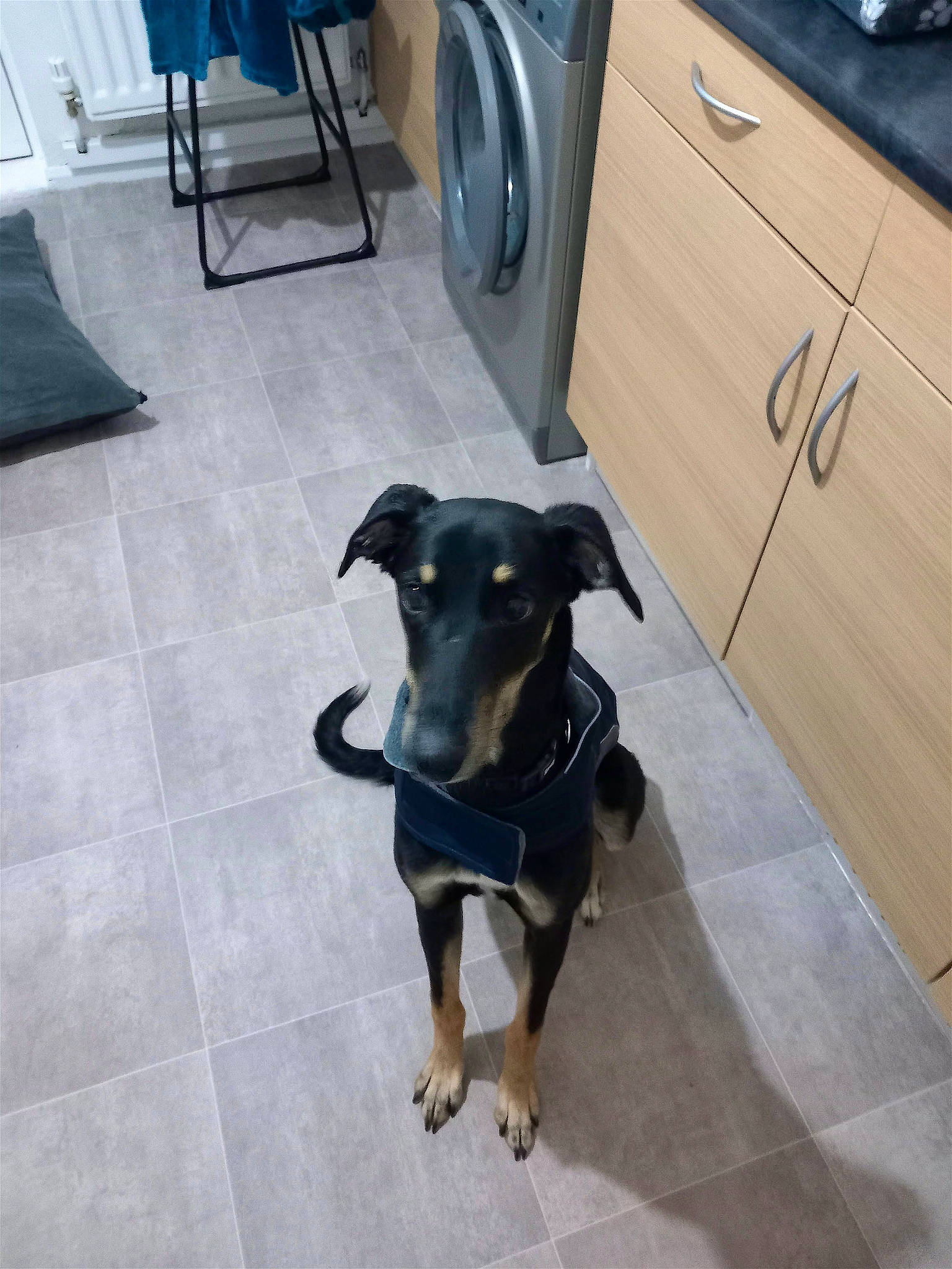 Smokes is registered to the contest to win money with this photo: cabinetry, carnivore, chair, collar, companion_dog, dog, dog_breed, drawer, floor, flooring, grey, hardwood, snout, sporting_group, toy_dog, varnish, wood, wood_stain, working_animal, working_dog