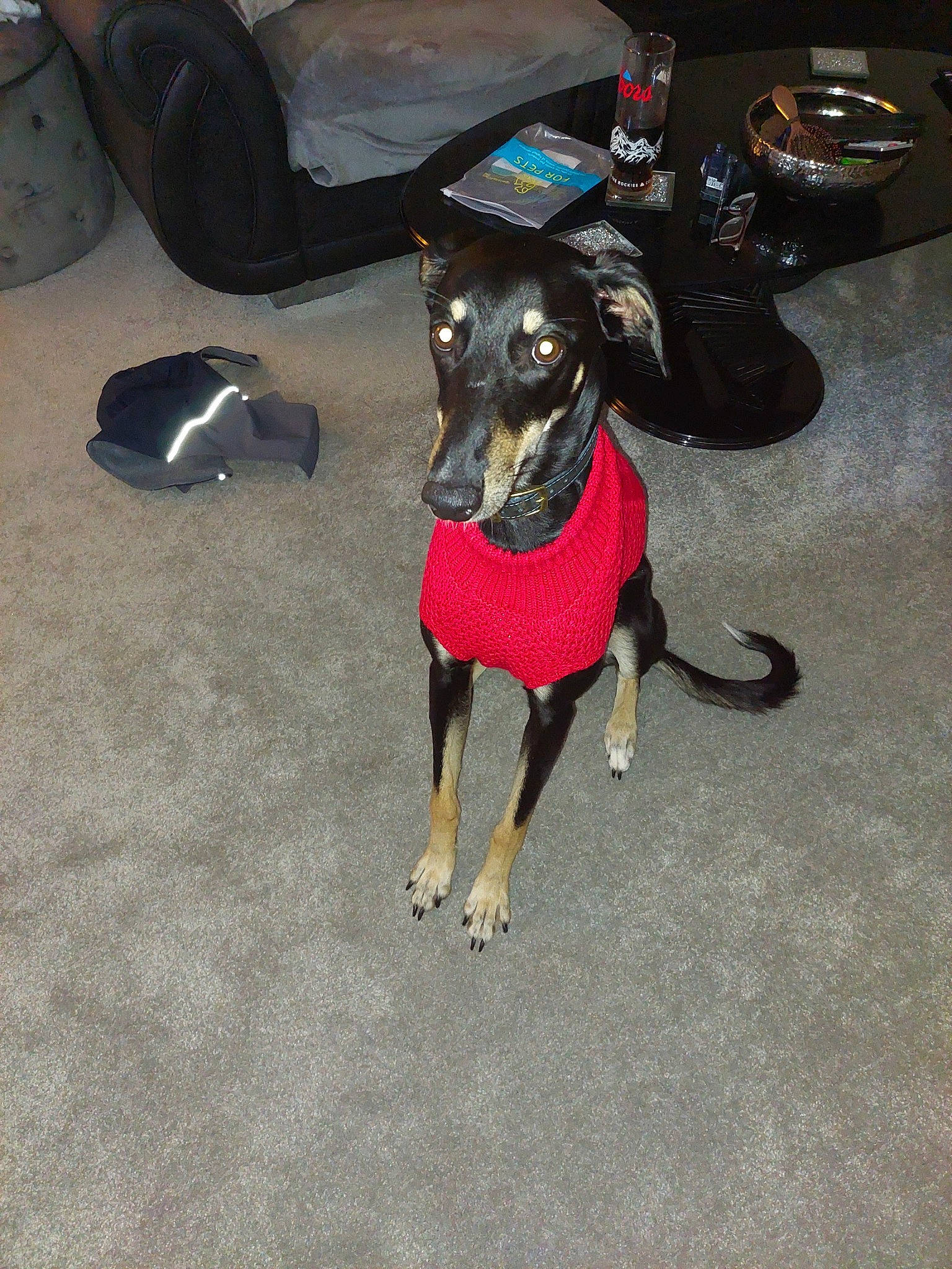 Smokes is registered to the contest to win money with this photo: canidae, carnivore, collar, companion_dog, dog, dog_breed, dog_collar, dog_supply, fawn, flooring, fur, guard_dog, leash, paw, pet_supply, sporting_group, toy_dog, working_animal, working_dog