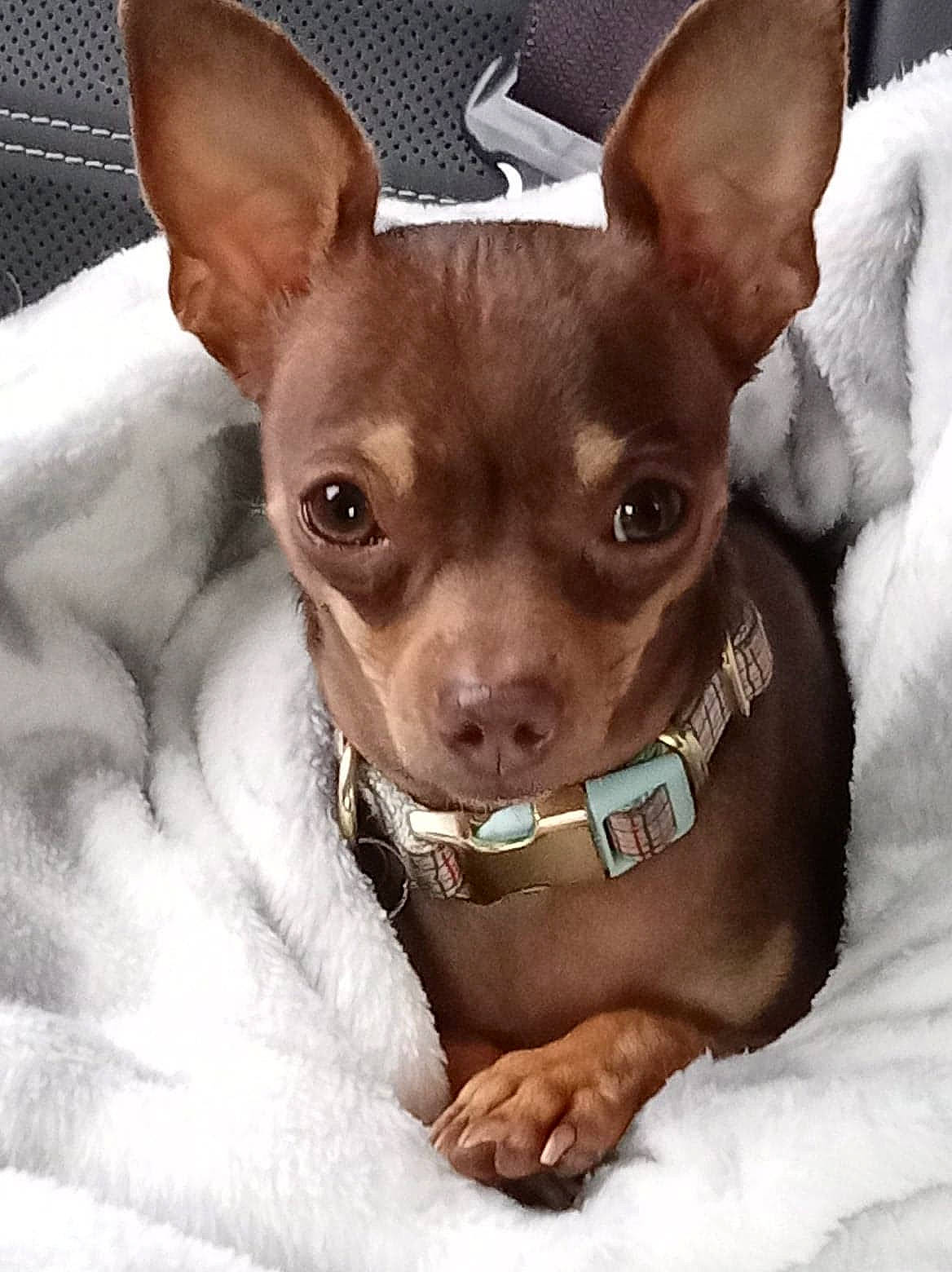 Peanut is registered to the contest to win money with this photo: canidae, carnivore, chihuahua, collar, comfort, companion_dog, dog, dog_breed, dog_collar, ear, eye, fawn, head, human_body, liver, snout, sporting_group, toy_dog, whiskers, working_animal