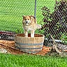 animal, barrel, brown_and_white, canine, chain_link_fence, dog, fence, fluffy, garden, grass, long_hair, nature, outdoor, pet, plants, playful, portrait, shrubbery, standing, wooden_barrel