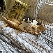 Piglet joined the competition — help win amazing prizes! animal, bed, bedspread, cat, cats, cozy, cuddle, cute, decorative_pillow, feline, ginger_cat, home, indoor, pets, pillow, relax, resting, striped, tabby_cat, white_cat