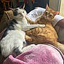 animal, black_patches, blanket, cat, chair, companionship, cozy, cute, feline, fur, indoor, orange_tabby, pet, pink_blanket, plant, resting, sunlight, two_cats, white_cat, window