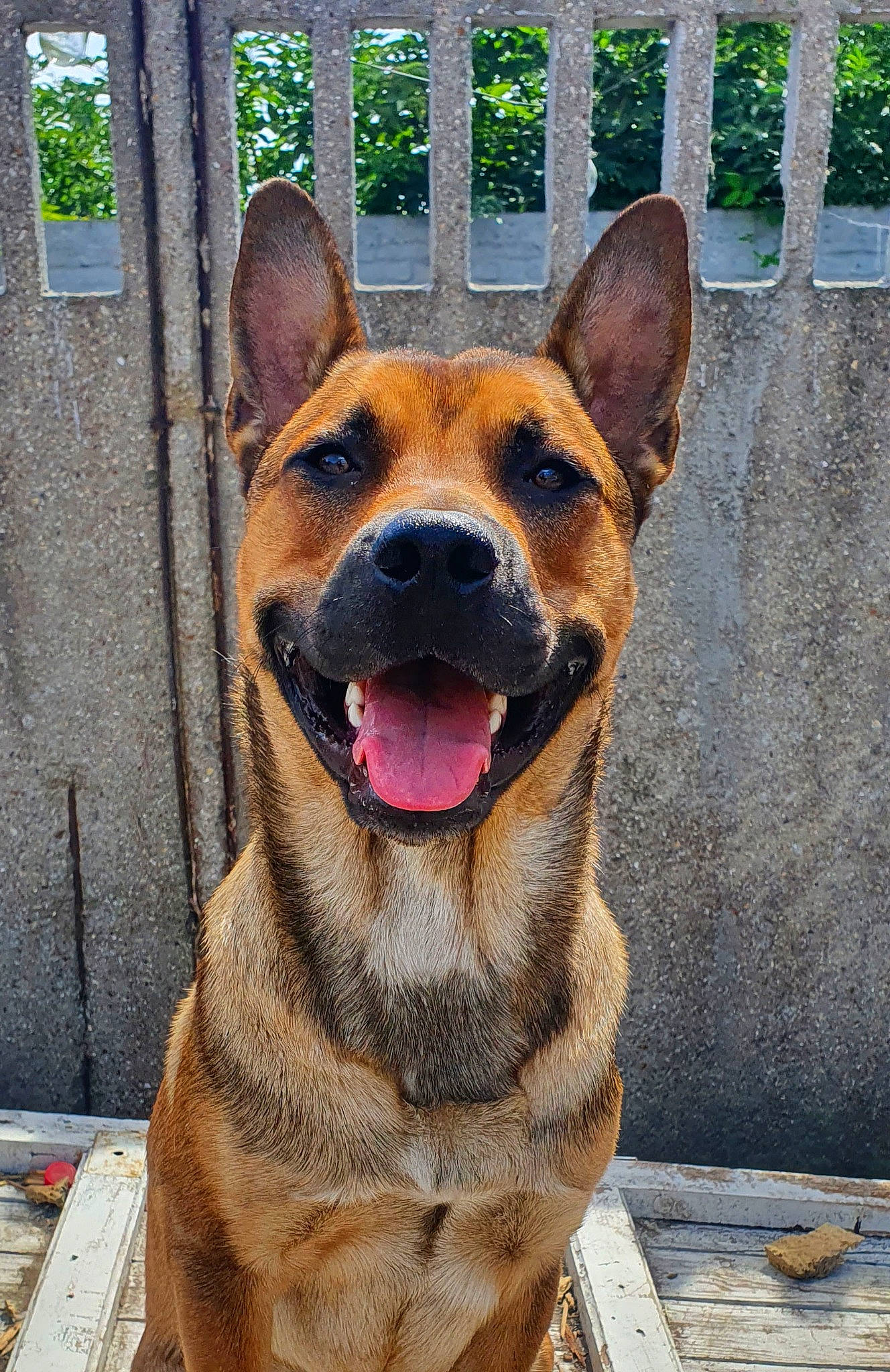 Riouk participe au concours pour gagner de l'argent avec cette photo : canidae, carnivore, collar, companion_dog, dog, dog_breed, dog_collar, fawn, fence, fur, home_fencing, pet_supply, plant, snout, sporting_group, terrestrial_animal, whiskers, window, working_animal, working_dog