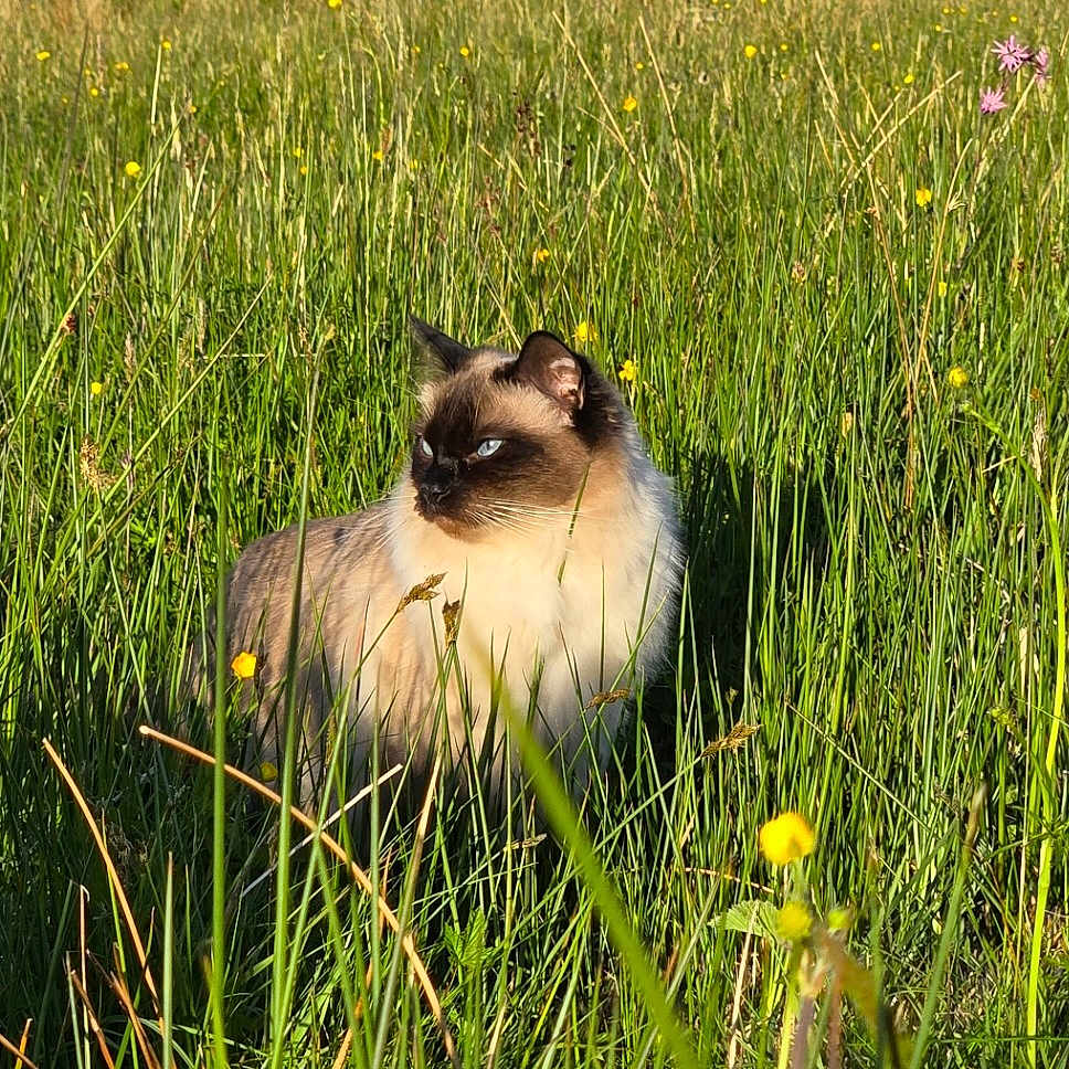 Saffie is registered to the contest to win money with this photo: animal, blue_eyes, cat, daytime, feline, field, fluffy, fur, grass, greenery, mammal, nature, outdoor, pet, plant, siamese_cat, summer, sunlight, wildflowers, yellow_flowers