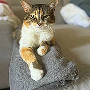 Choupie participe au concours pour gagner de l'argent avec cette photo : cat, calico, feline, pet, animal, indoor, sofa, blanket, relaxed, resting, fur, whiskers, green_eyes, paws, cozy, home, cute, domestic_animal, mammal, portrait