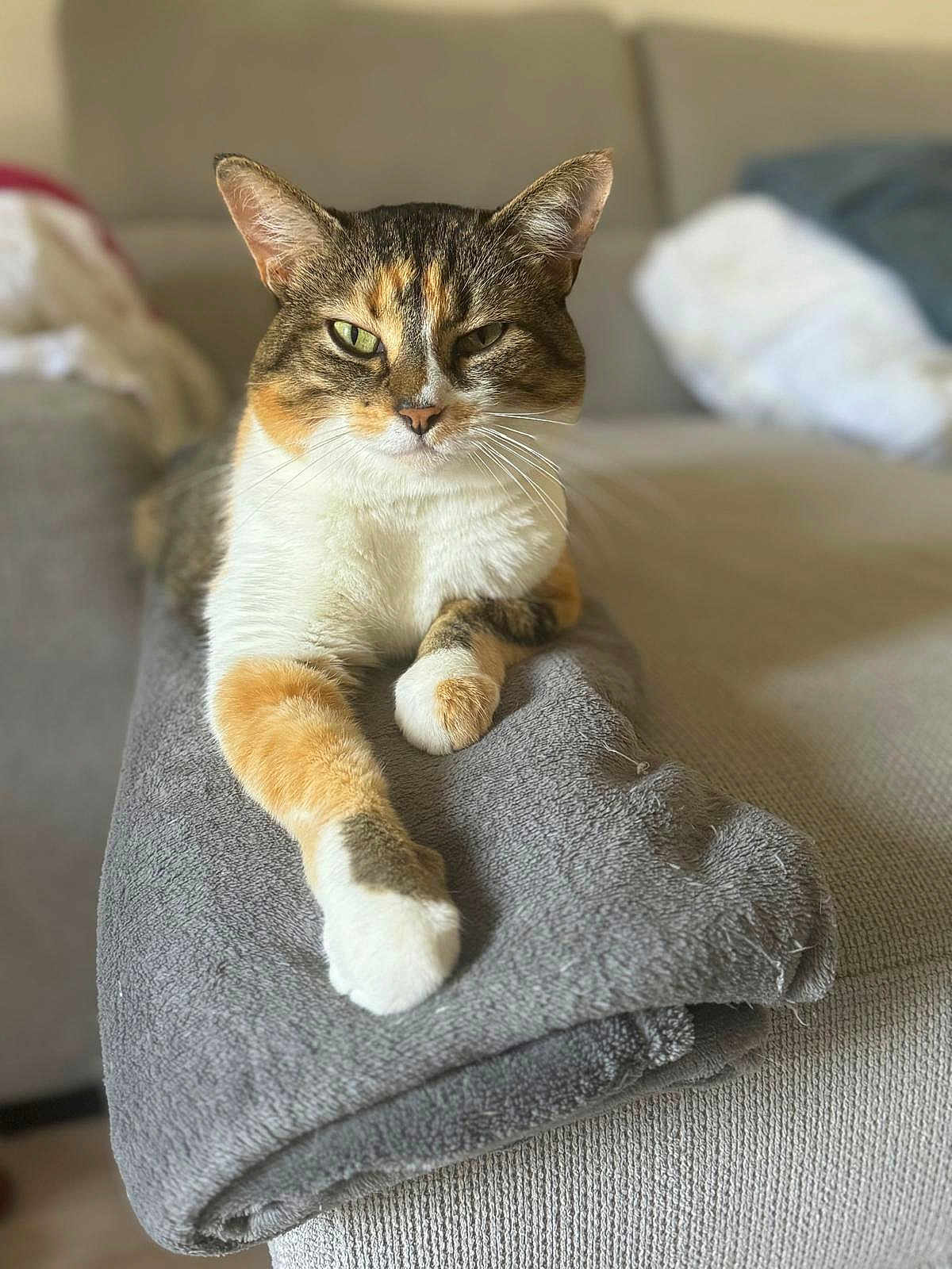 Choupie participe au concours pour gagner de l'argent avec cette photo : cat, calico, feline, pet, animal, indoor, sofa, blanket, relaxed, resting, fur, whiskers, green_eyes, paws, cozy, home, cute, domestic_animal, mammal, portrait
