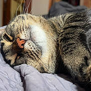 Mavis is registered to the contest to win money with this photo: animal, cat, close_up, comfort, cozy, cute, domestic, feline, fur, indoor, mammal, nap, pet, quilt, relaxed, resting, sleeping, soft, tabby, whiskers