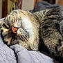 animal, cat, close_up, comfort, cozy, cute, domestic, feline, fur, indoor, mammal, nap, pet, quilt, relaxed, resting, sleeping, soft, tabby, whiskers
