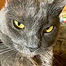 Pearl is registered to the contest to win money with this photo: cat, gray_cat, yellow_eyes, close_up, whiskers, fur, pet, animal, mammal, indoor, portrait, face, feline, cute, domestic_cat, looking, focused, soft_light, texture, background_blur