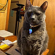Pearl is registered to the contest to win money with this photo: cat, gray_cat, indoor, collar, pet, desk, papers, notes, wooden_furniture, table, feline, animal, domestic_animal, close_up, portrait, sitting, home, office, fur, whiskers